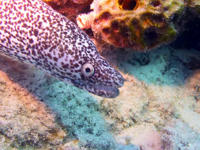 Underwater photograph by Joel Bergsma