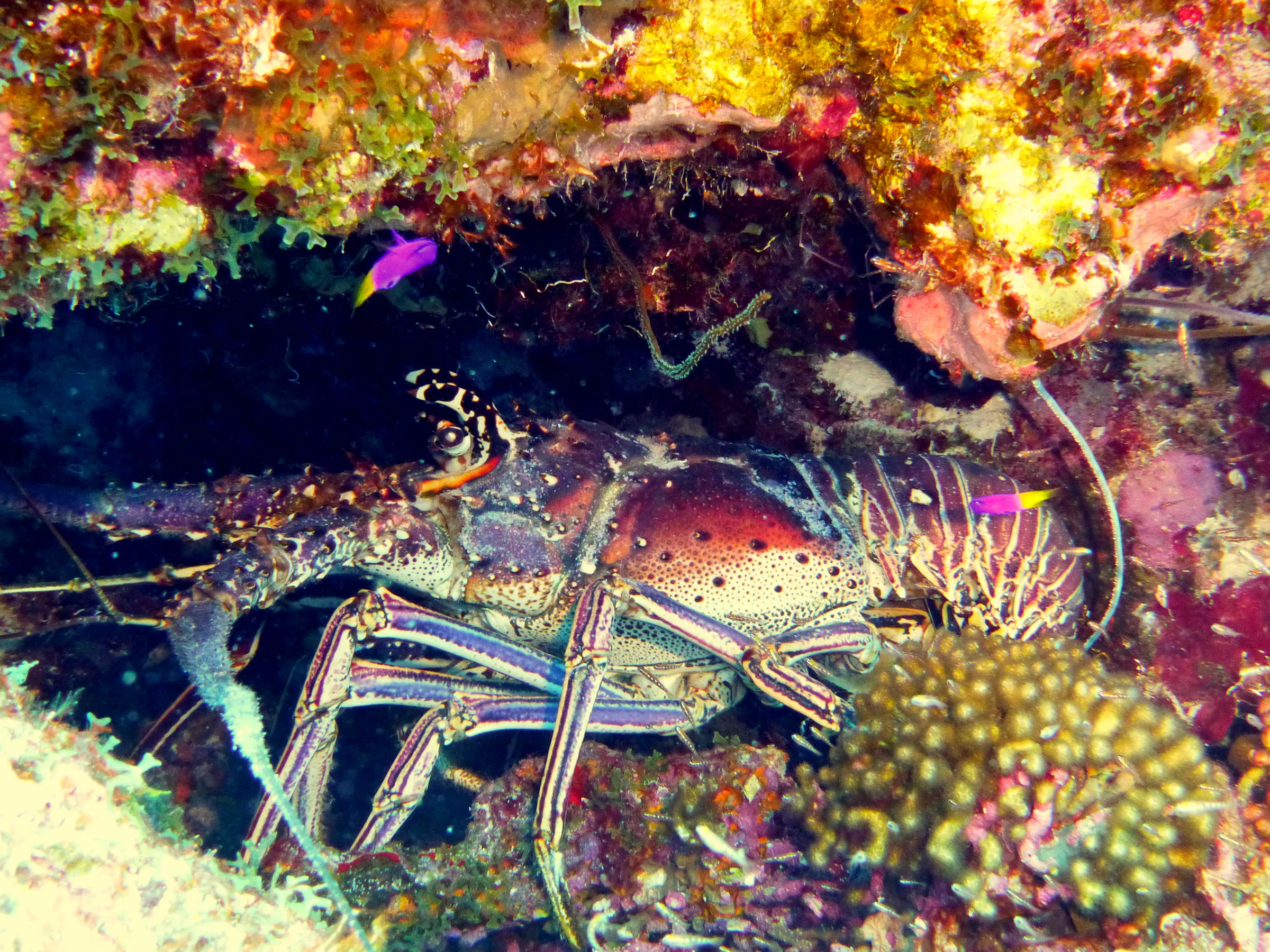 Lobster, Bonaire, 2013