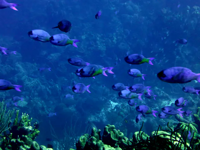 Underwater photograph by Joel Bergsma