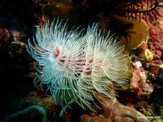 Underwater photograph by Joel Bergsma