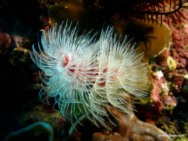 Underwater photograph by Joel Bergsma