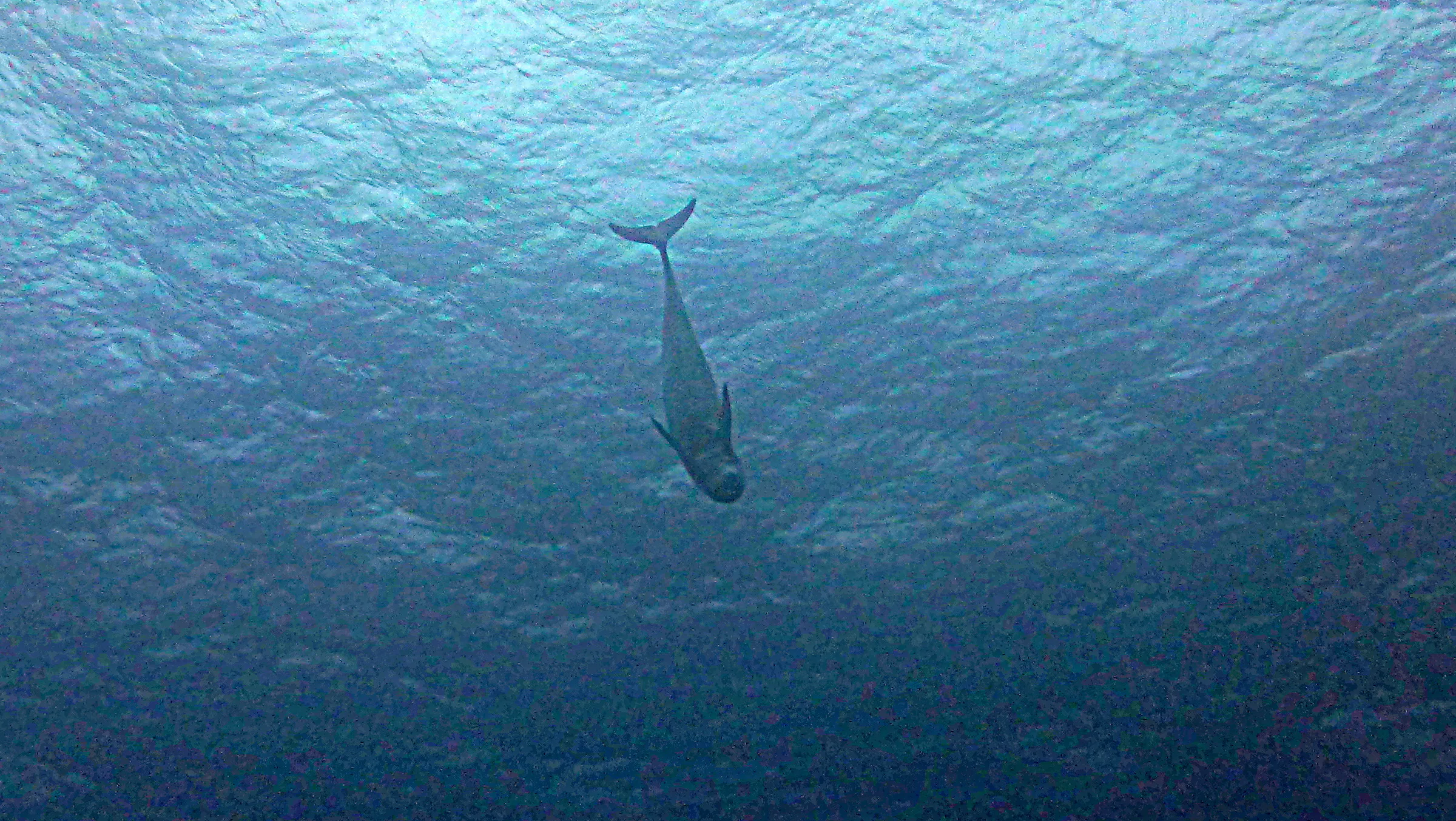 Dolphin, Belize, 2017