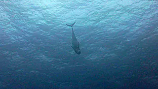 Underwater photograph by Joel Bergsma