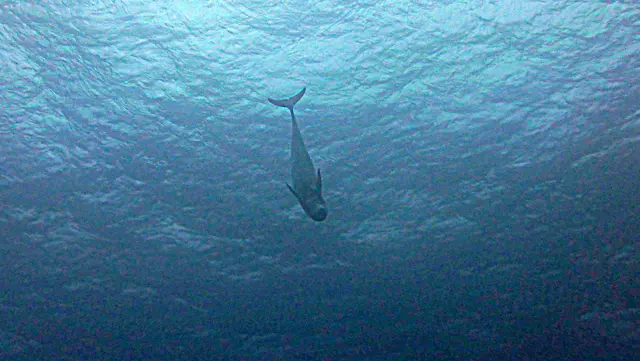 Underwater photograph by Joel Bergsma