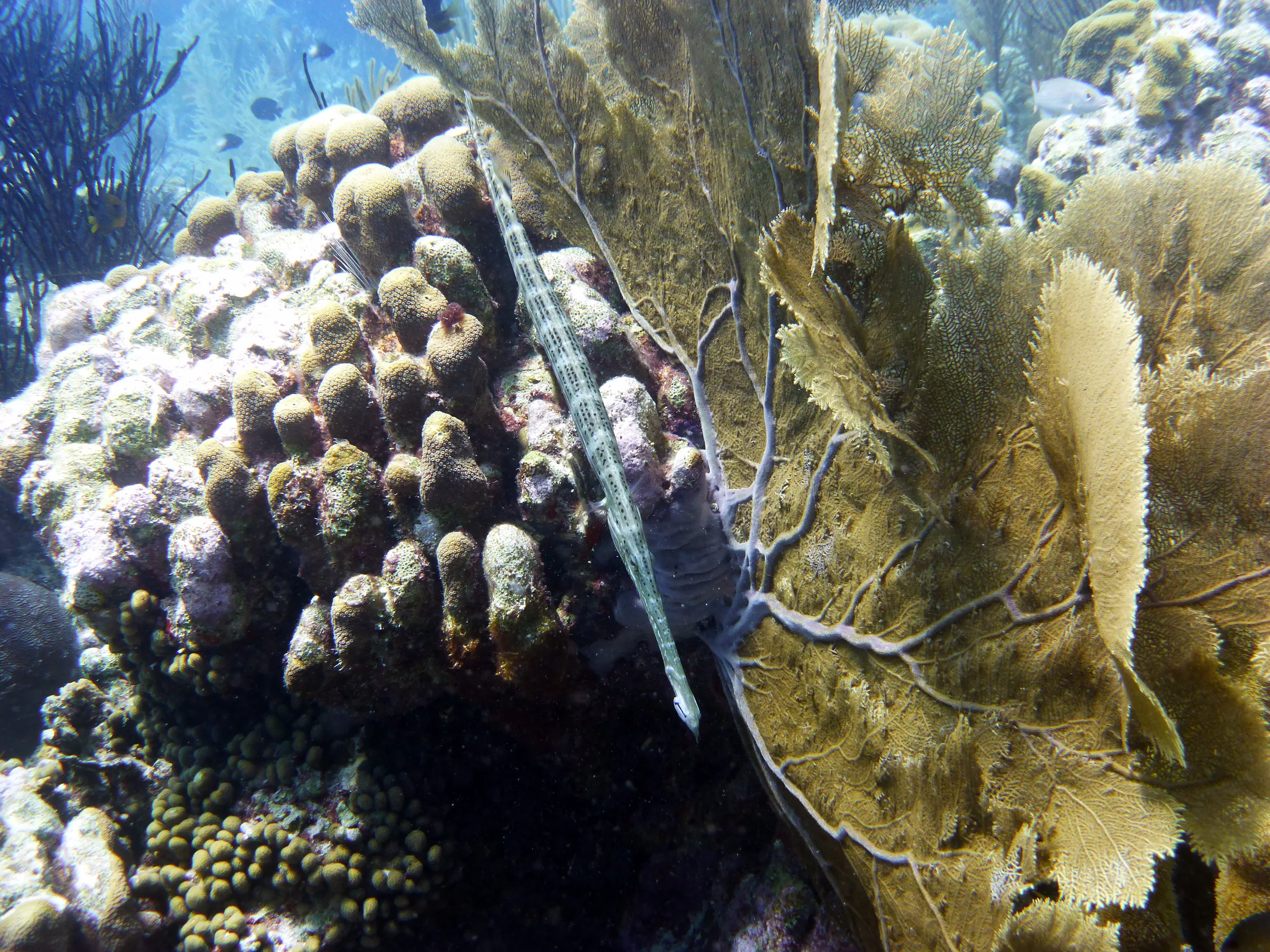 Trumpetfish, Bonaire, 2013