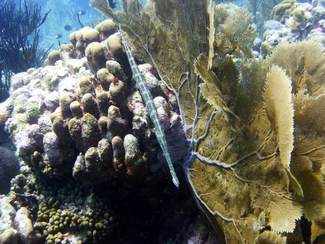 Underwater photograph by Joel Bergsma