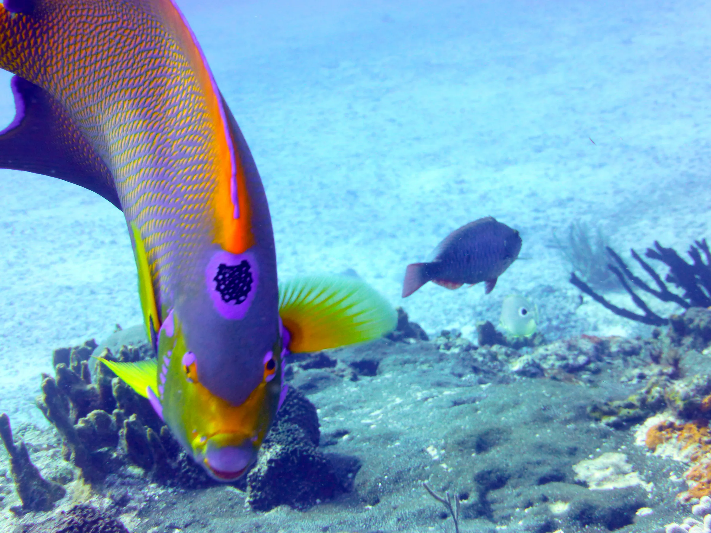 Queen Angelfish, Cozumel, 2014
