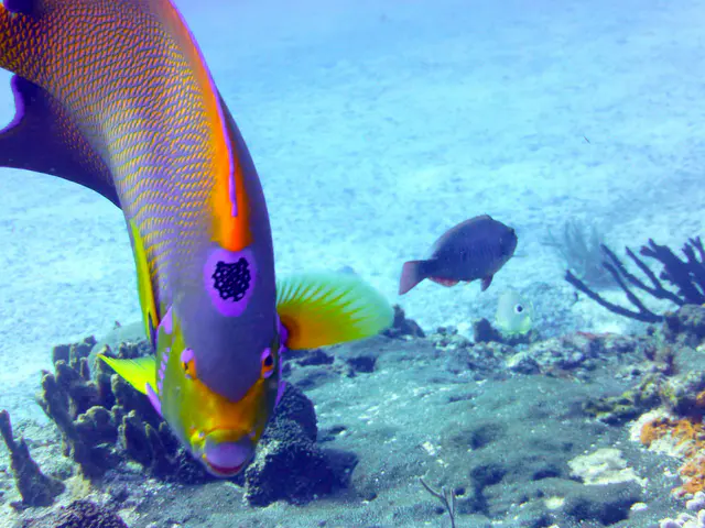 Underwater photograph by Joel Bergsma