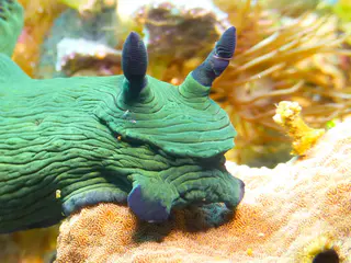 Underwater photograph by Joel Bergsma