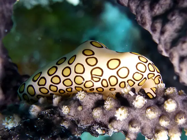 Flamingo Tongue Snail