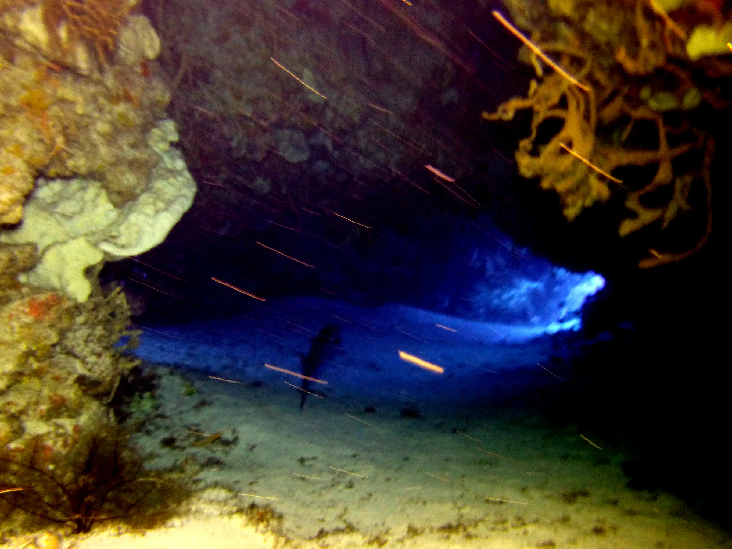 Cozumel underwater photograph, 2014