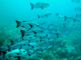 School of Black Snapper.