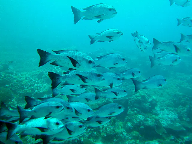 School of Black Snapper.