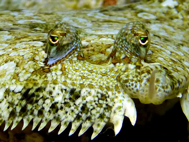 Underwater photograph by Joel Bergsma