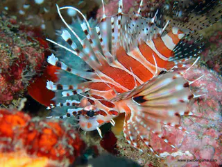 Underwater photograph by Joel Bergsma