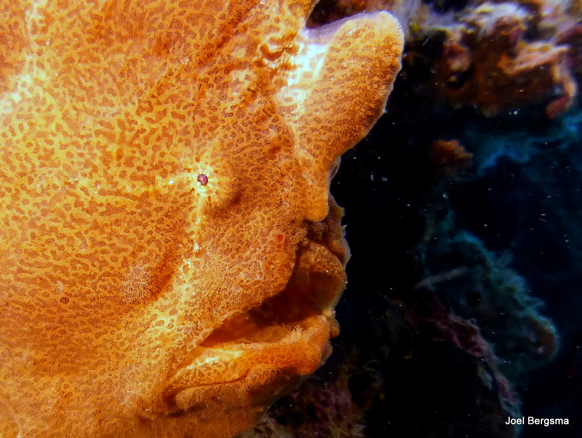 Frogfish, Philippines, 2017