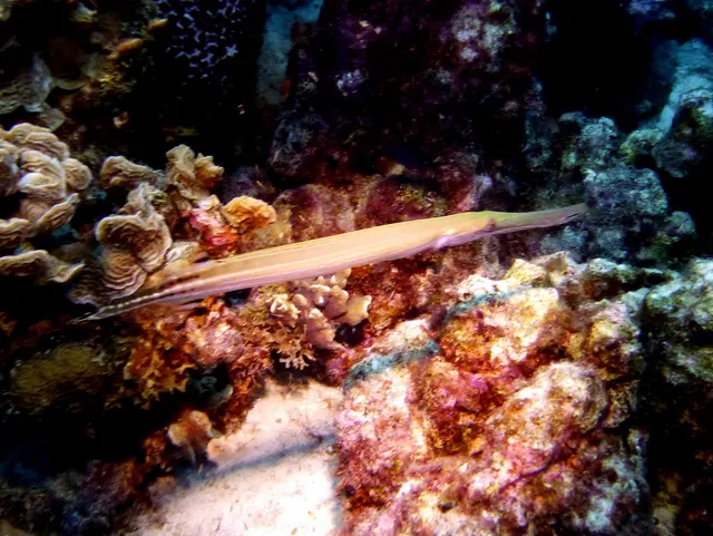 Underwater photograph by Joel Bergsma