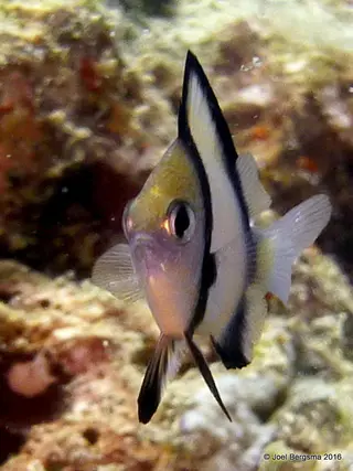 Underwater photograph by Joel Bergsma
