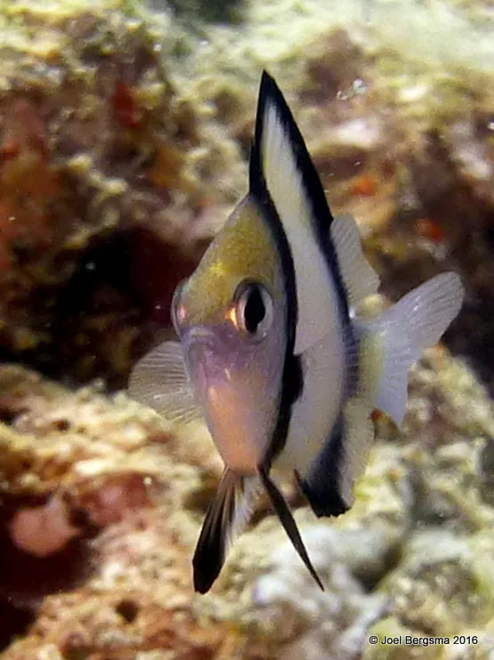 Damselfish, Yap, 2016