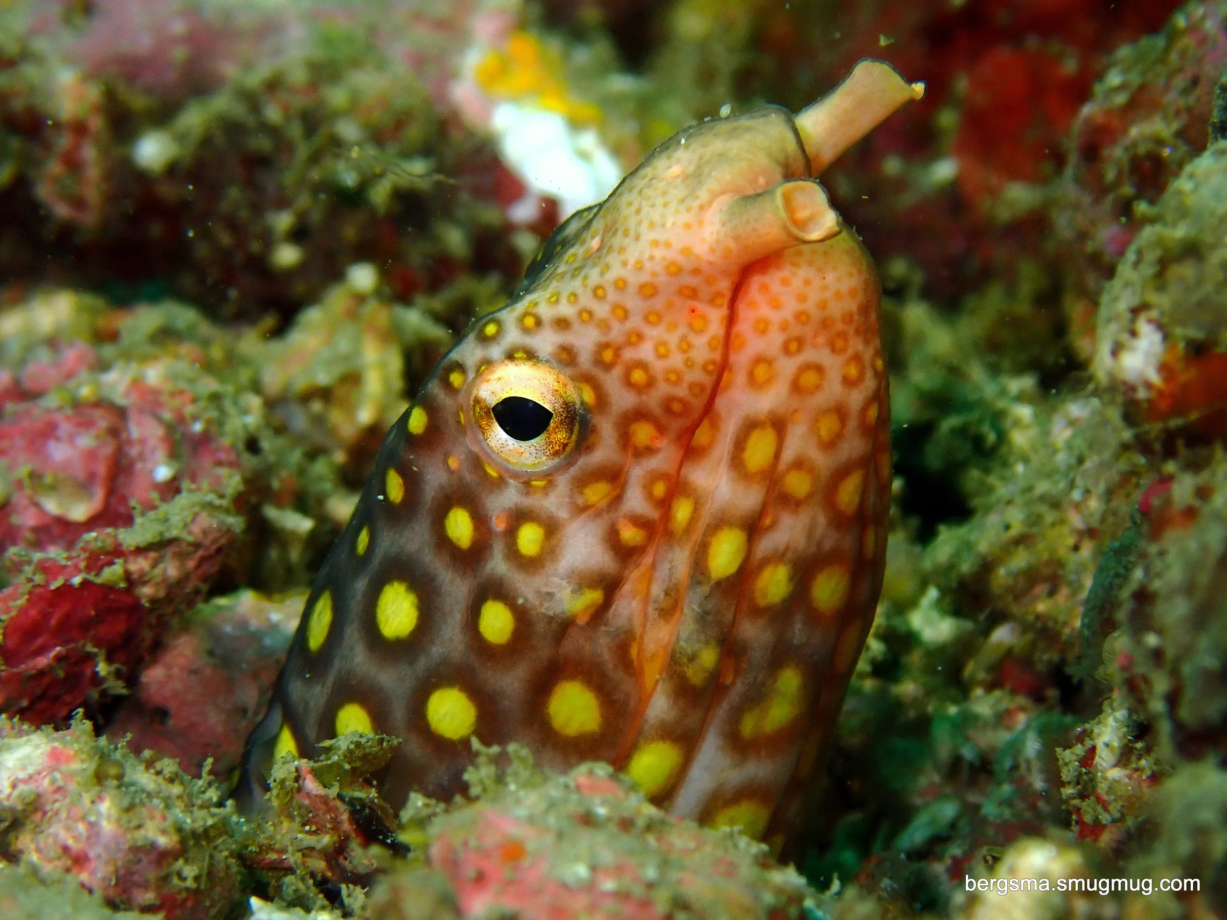 Philippines underwater photograph, 2022