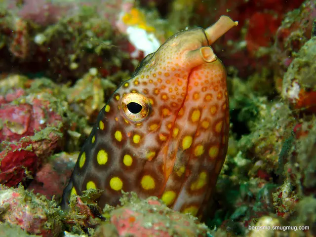 Underwater photograph by Joel Bergsma