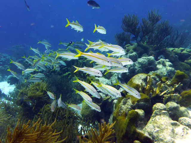 Underwater photograph by Joel Bergsma