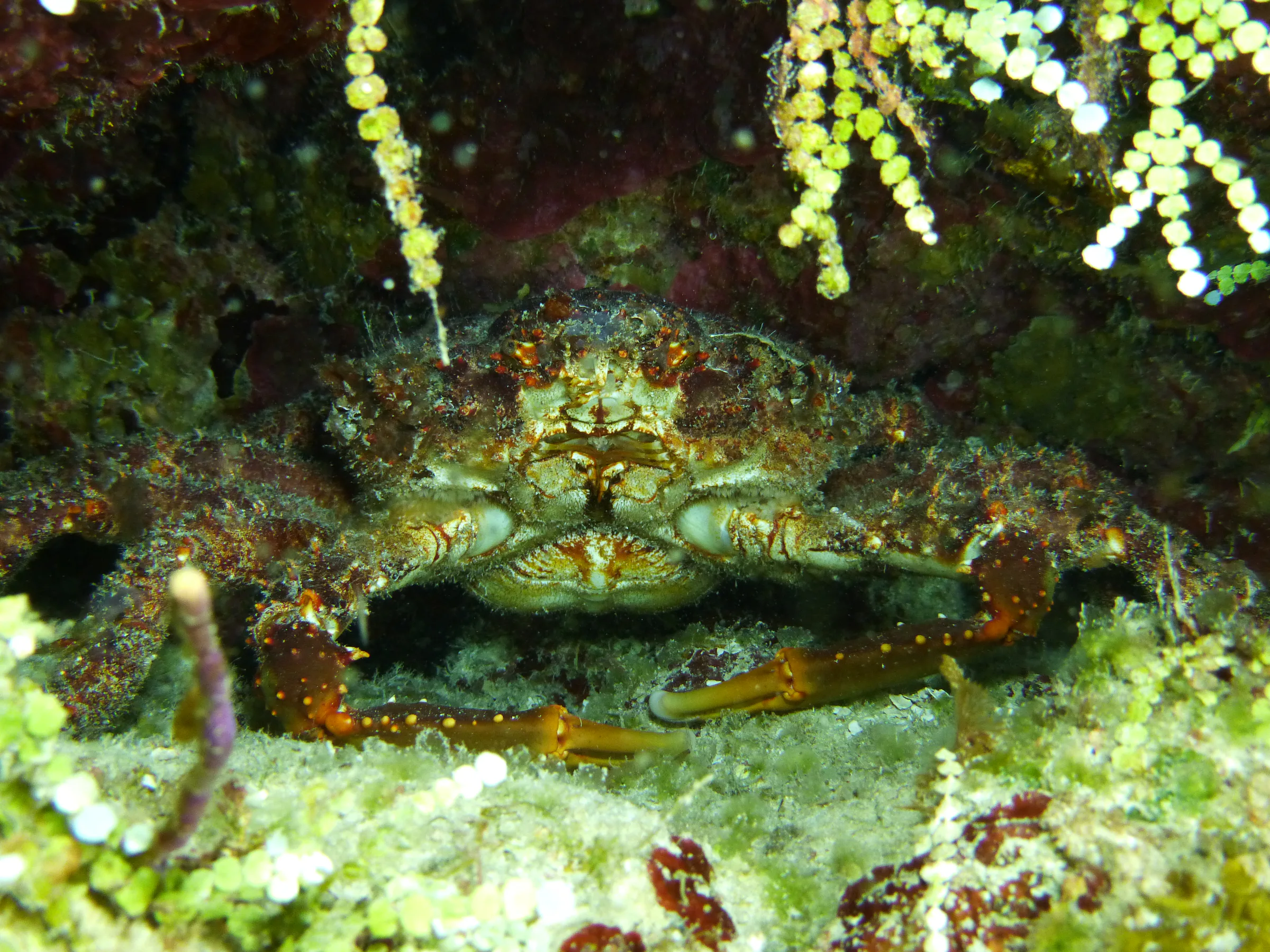 Crab, Cozumel, 2014
