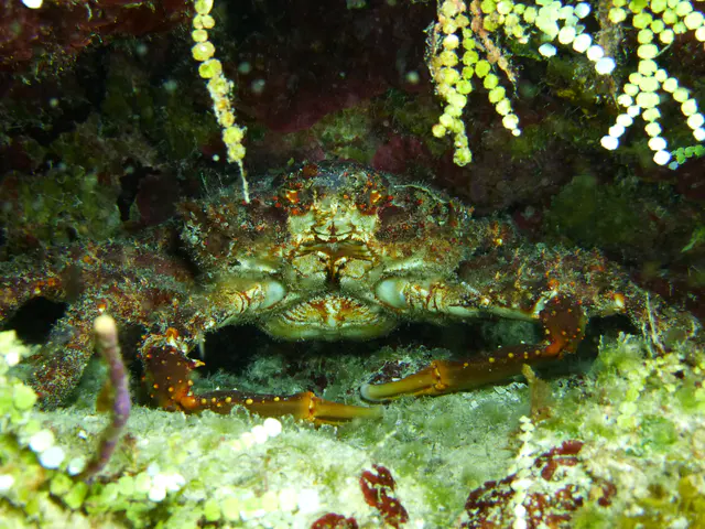 Underwater photograph by Joel Bergsma