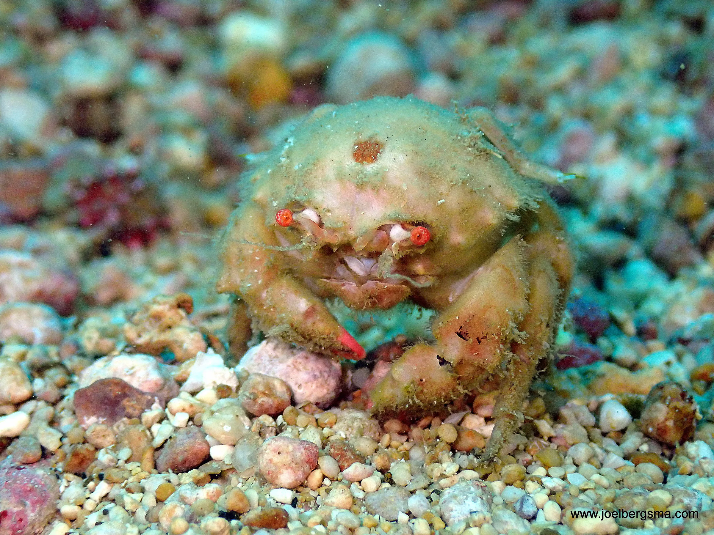 Philippines underwater photograph, 2022