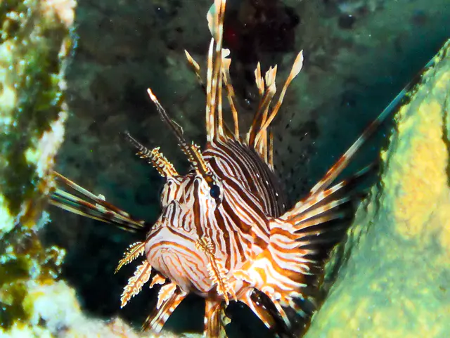 Lionfish