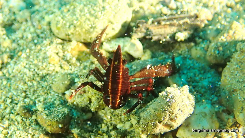 Underwater photograph by Joel Bergsma