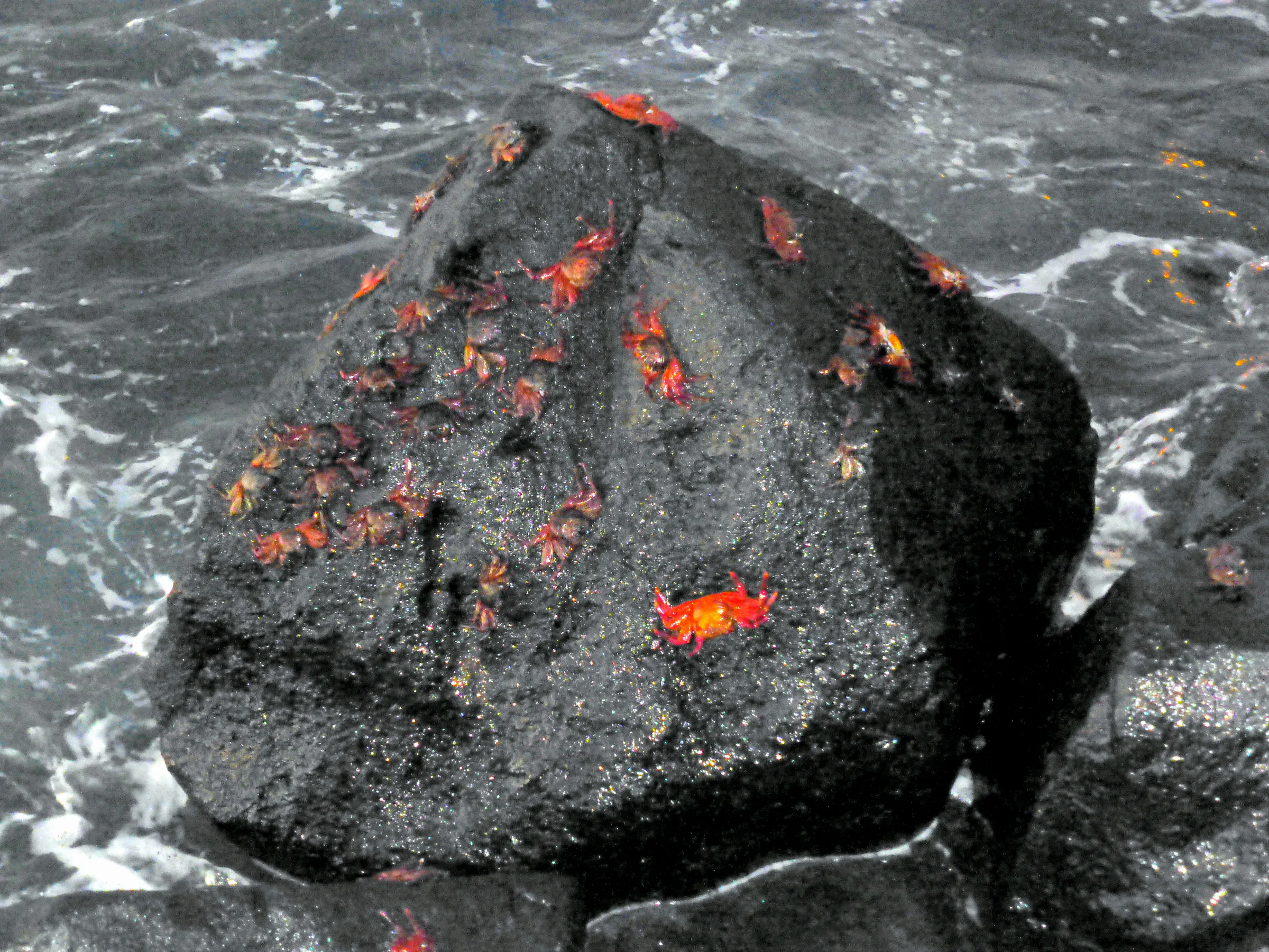 Sally Lightfoot Crabs scramble across a black lava rock along the harbor at Puerto Baquerizo Moreno, San Cristobal Island.