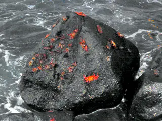 Sally Lightfoot Crabs scramble across a black lava rock along the harbor at Puerto Baquerizo Moreno, San Cristobal Island.