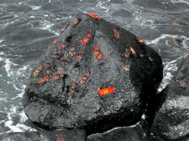 Sally Lightfoot Crabs scramble across a black lava rock along the harbor at Puerto Baquerizo Moreno, San Cristobal Island.