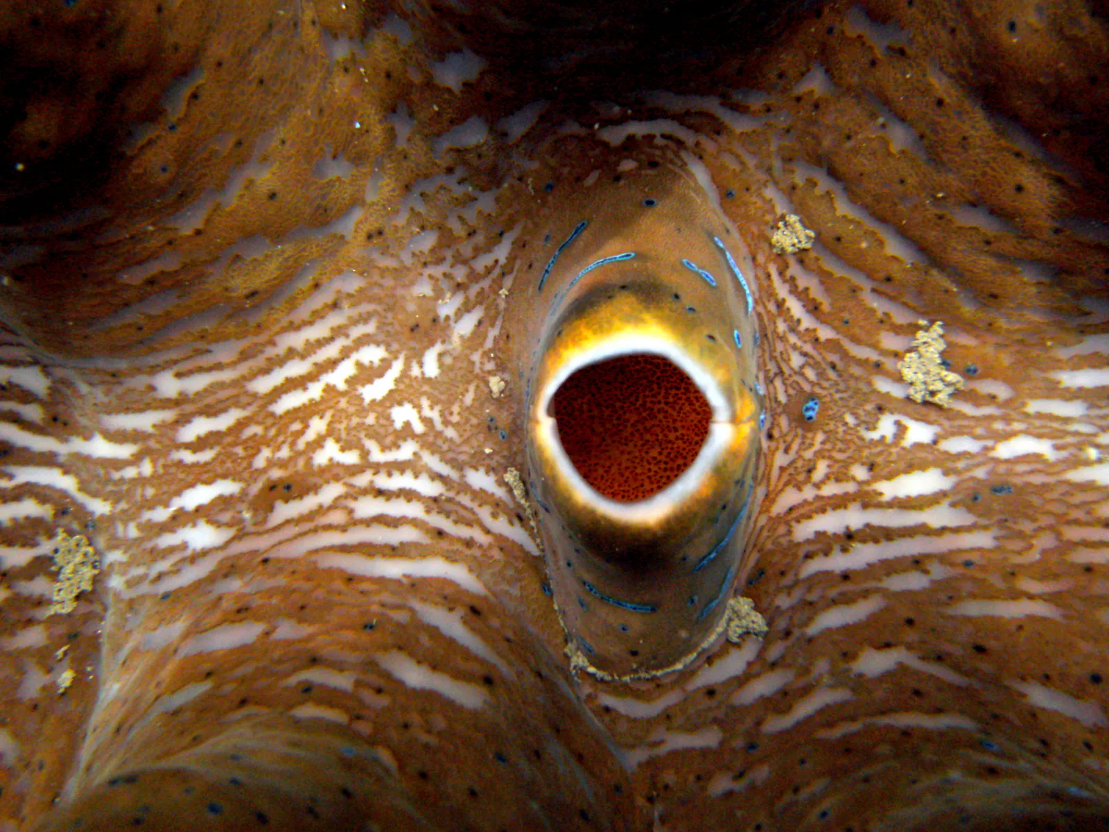 Exhalant siphon of a Giant Clam. At the base of the exhalant siphon is a speckled, sponge-like organ. See Paul Humann, et al, Reef Creature Identification - Tropical Pacific (2010) at page 390.