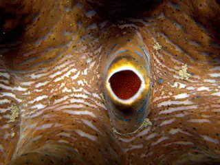 Exhalant siphon of a Giant Clam. At the base of the exhalant siphon is a speckled, sponge-like organ. See Paul Humann, et al, Reef Creature Identification - Tropical Pacific (2010) at page 390.