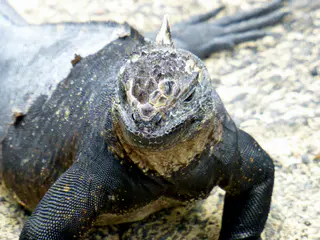 Marine Iguana