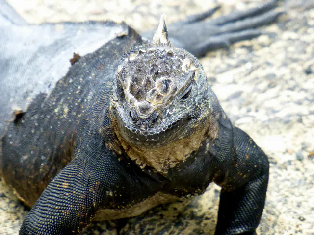 Marine Iguana