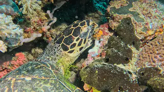 Underwater photograph by Joel Bergsma