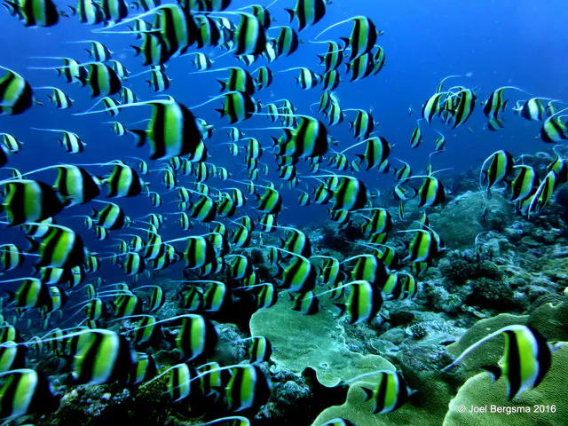 Underwater photograph by Joel Bergsma