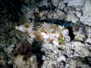 Porcupine Pufferfish (green eyes)