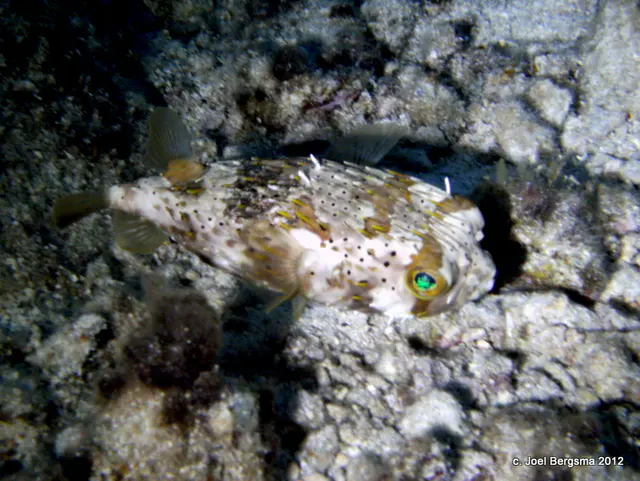 Porcupine Pufferfish (green eyes)