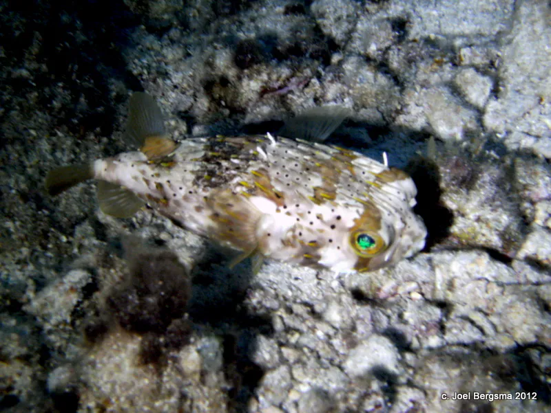 Porcupine Pufferfish (green eyes)