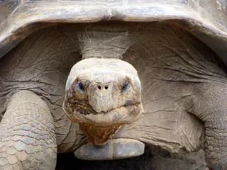 Giant Tortoise