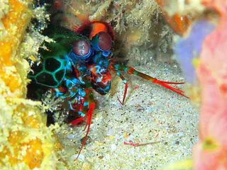 Underwater photograph by Joel Bergsma