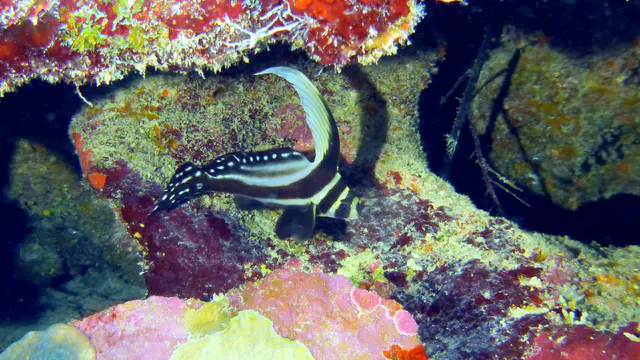 Underwater photograph by Joel Bergsma