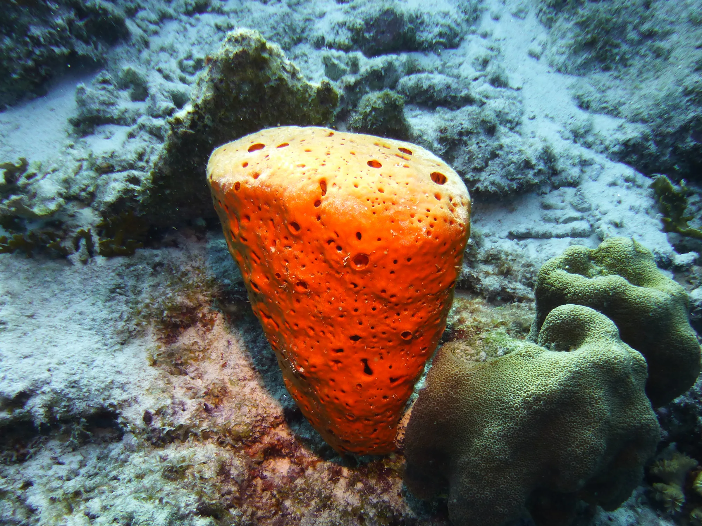 Bonaire underwater photograph, 2013