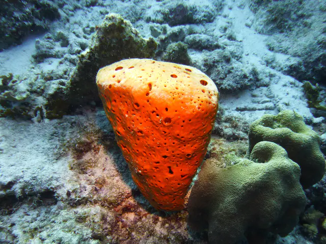 Underwater photograph by Joel Bergsma