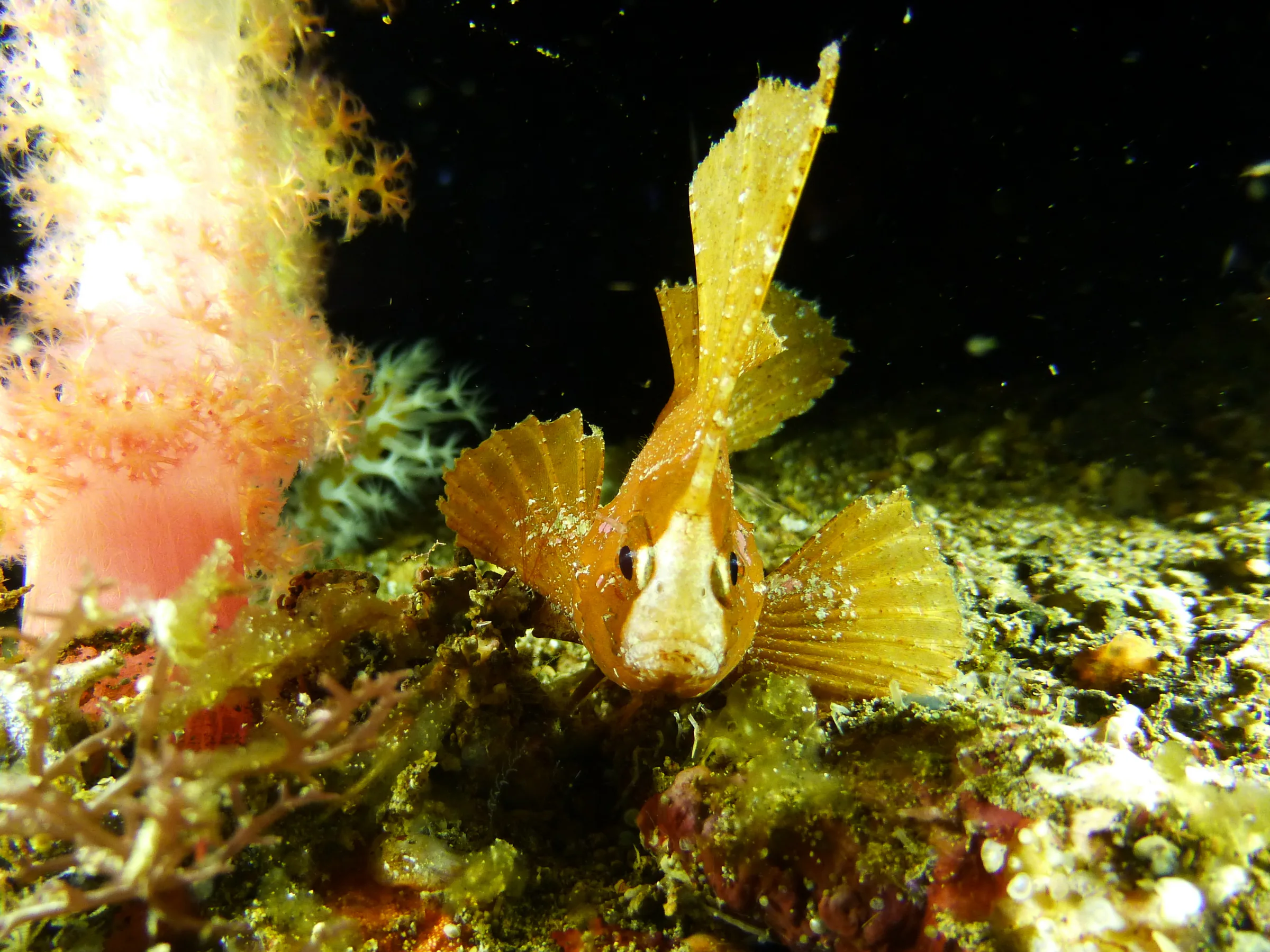 Leaf Scorpionfish, Philippines, 2014