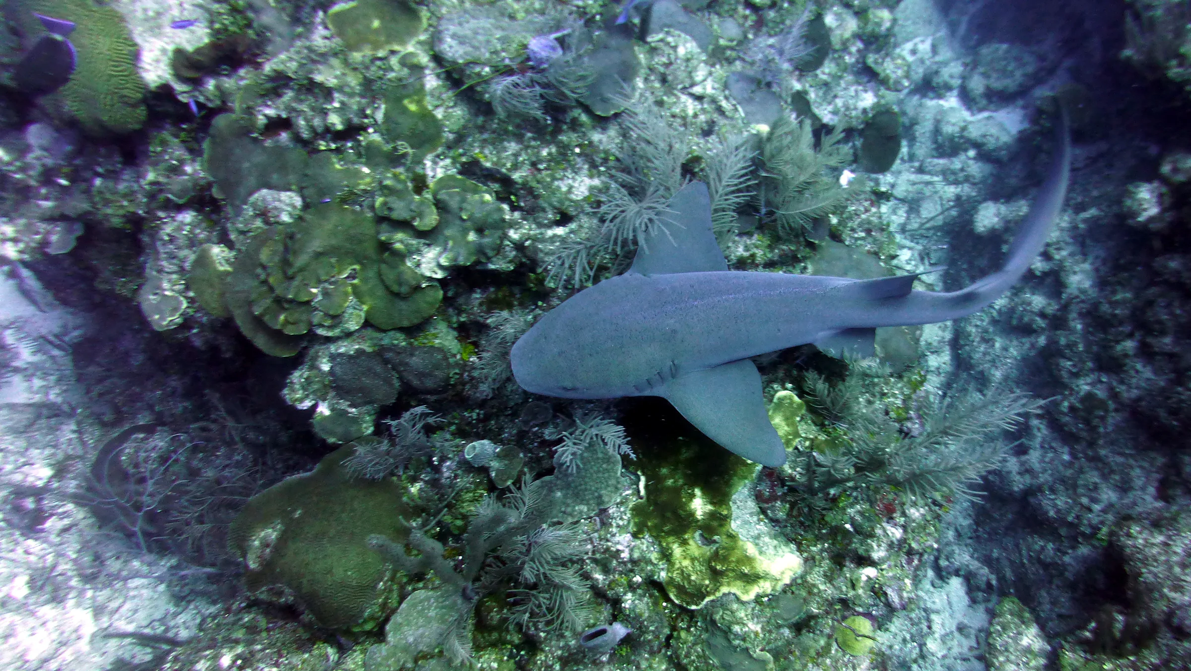 Nurse Shark, Belize, 2017